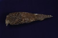 Mikado Pheasant Collection Image, Figure 10, Total 11 Figures